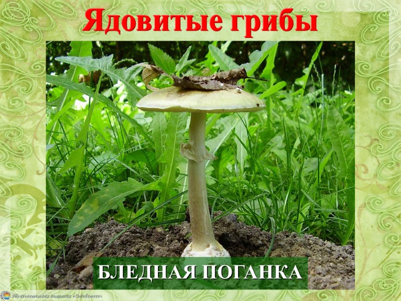 БЛЕДНАЯ ПОГАНКА Ядовитые грибы